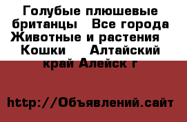 Голубые плюшевые британцы - Все города Животные и растения » Кошки   . Алтайский край,Алейск г.